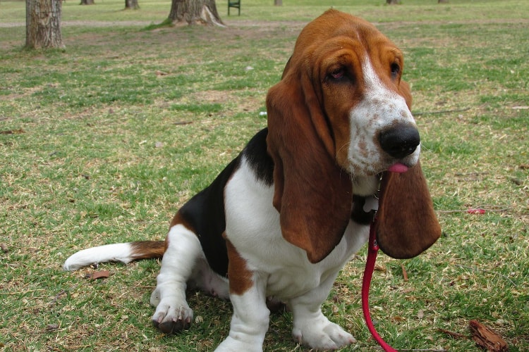 Basset na grama