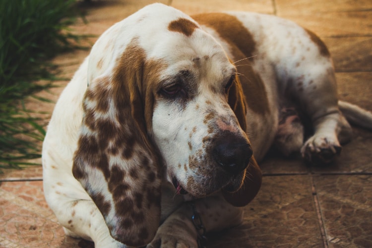 Basset Hound branco com manchas marrom