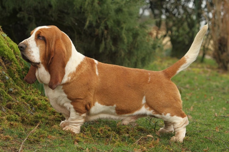 Basset Hound marrom