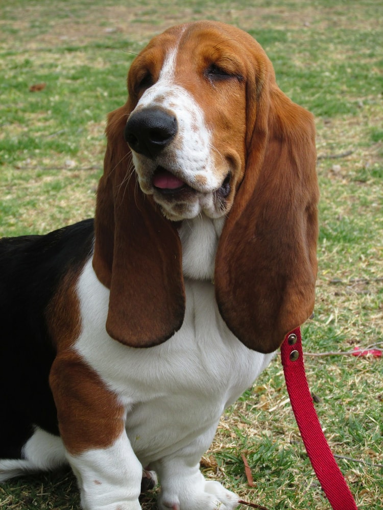 Personalidade do Basset Hound