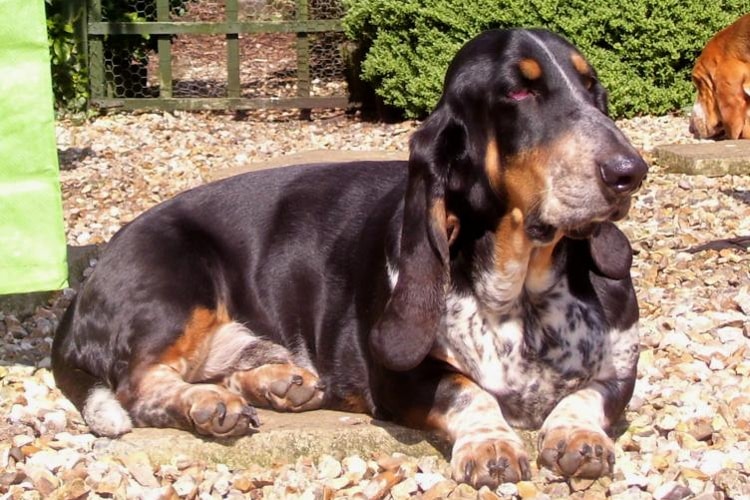 Basset Hound preto