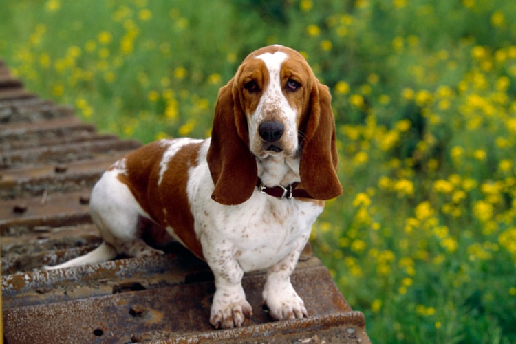 Tudo sobre a raça Basset Hound