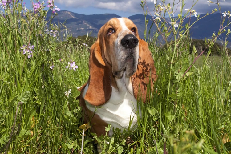 Basset no jardim