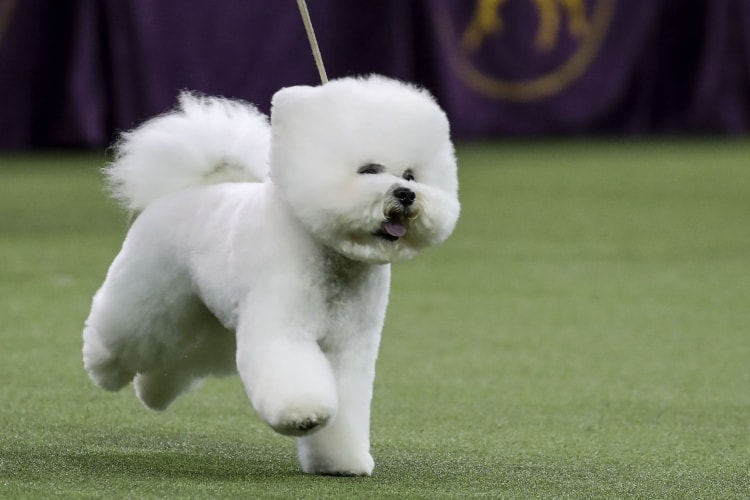 Bichon Frisé correndo