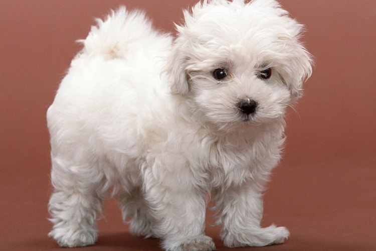 Bichon Frisé branco