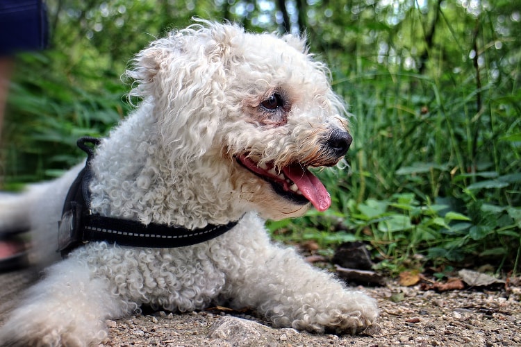 Bichon Frisé deitado