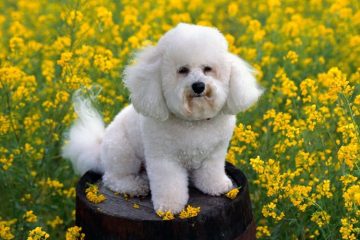 Bichon Frisé flores