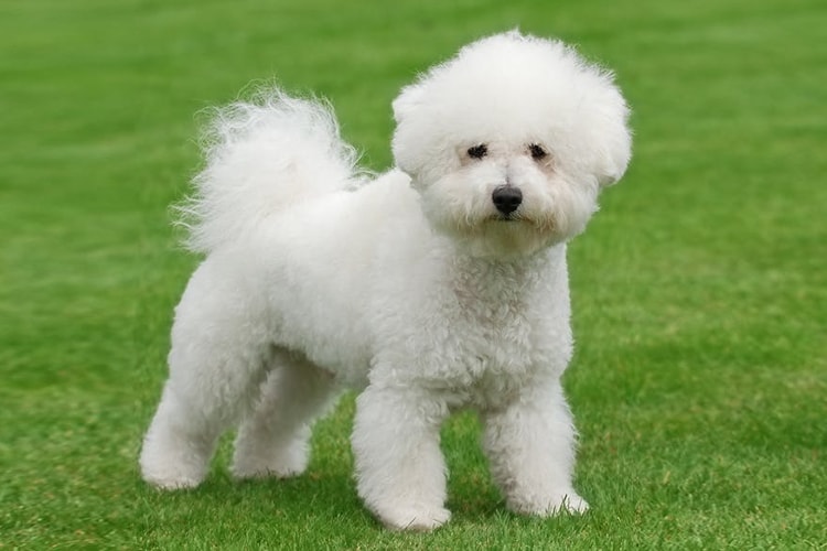 Bichon Frisé na grama