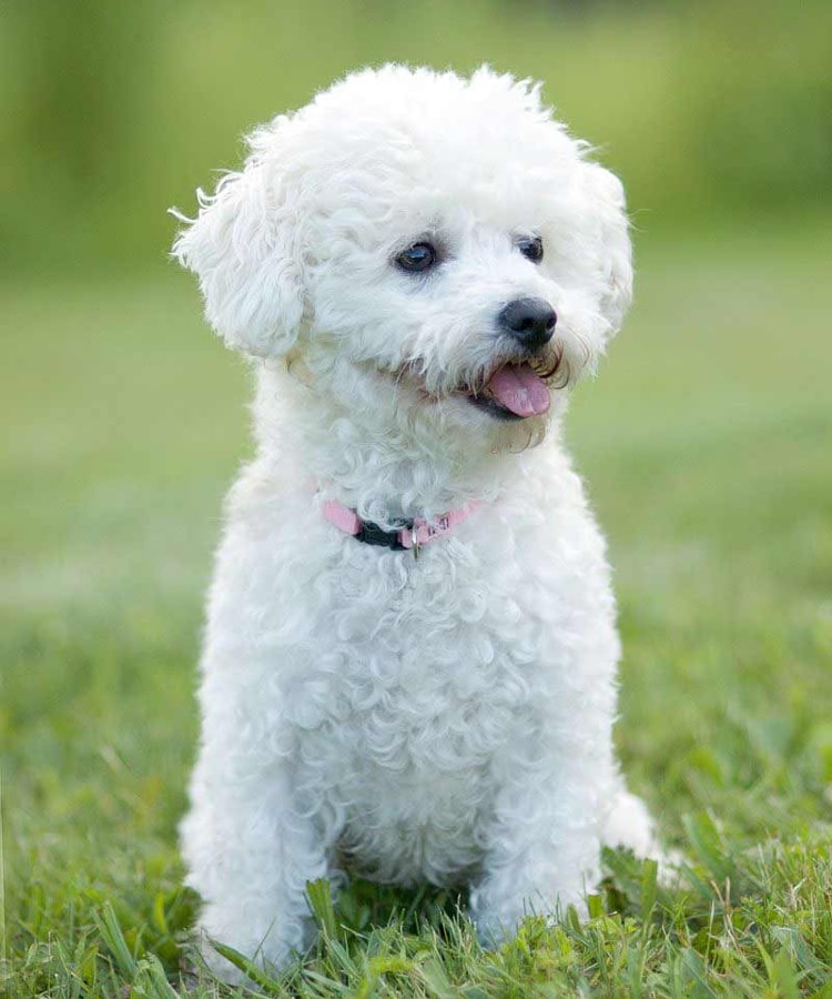 Bichon Frisé personalidade