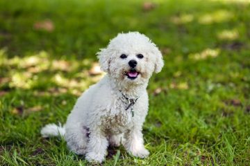 Bichon Frisé sentado na grama