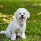 Bichon Frisé sentado na grama