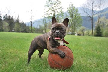 Bulldog Francês com bola