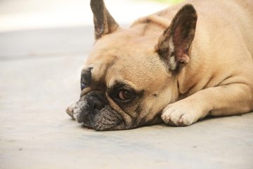 Bulldog francês deitado triste