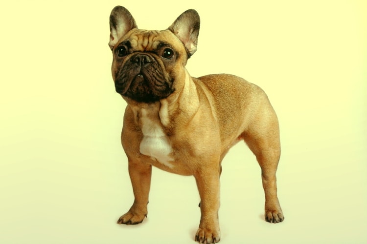 Bulldog Francês marrom
