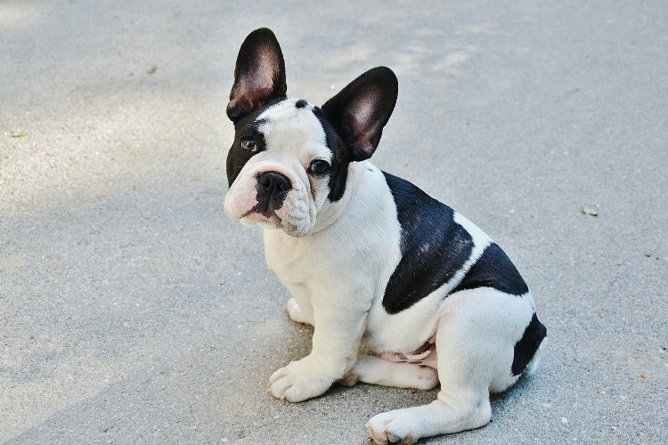 Bulldog preto e branco manchado