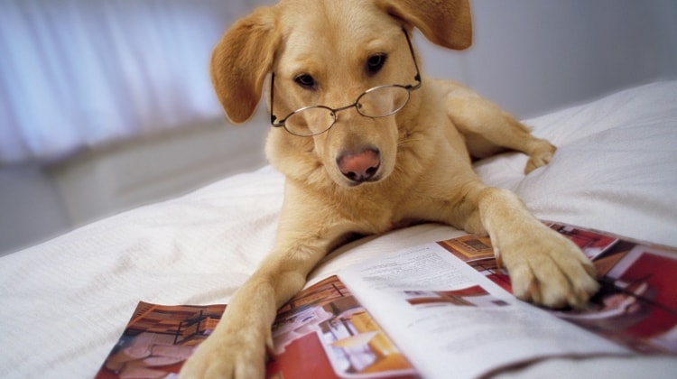 Raças de cachorros mais inteligentes