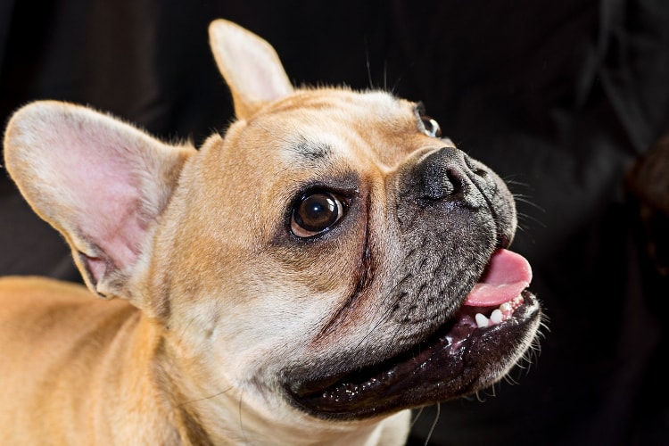 Características do Bulldog Francês