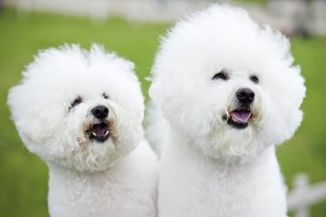 Casal de Bichon Frisé