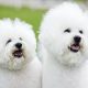 Casal de Bichon Frisé