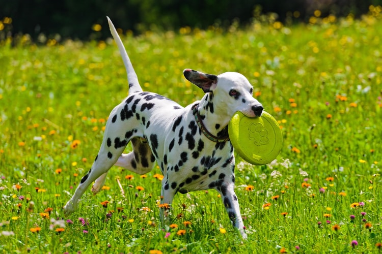 Dálmata brincando na grama