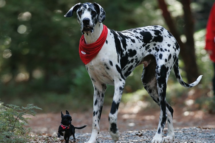 Dálmata gigante ao lado Chihuahua