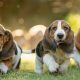 3 filhotes de Basset Hound