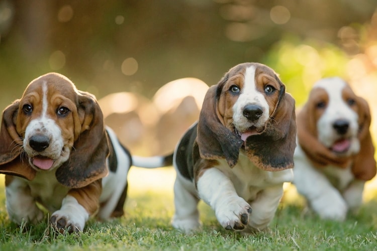 3 filhotes de Basset Hound