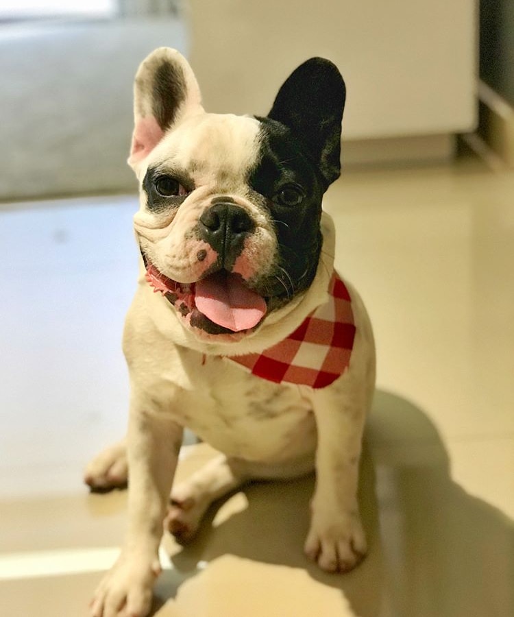 Personalidade do bulldog francês