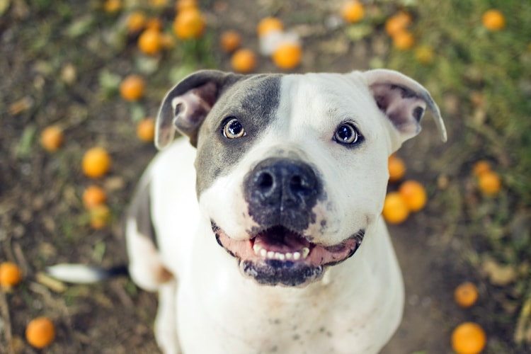 Pit Bull branco e mexericas no chao