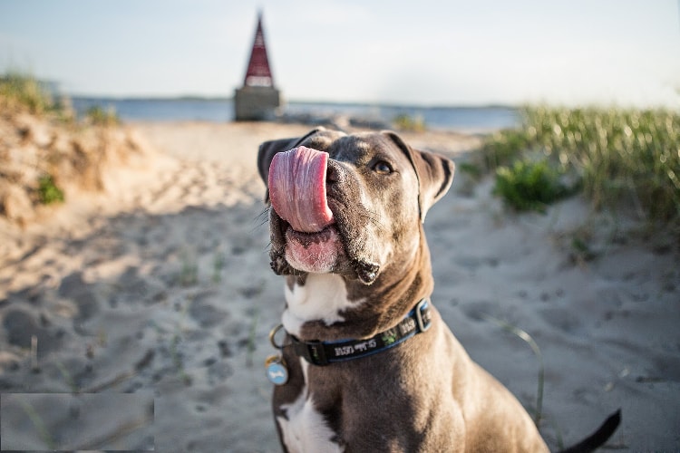 Pitbull na praia