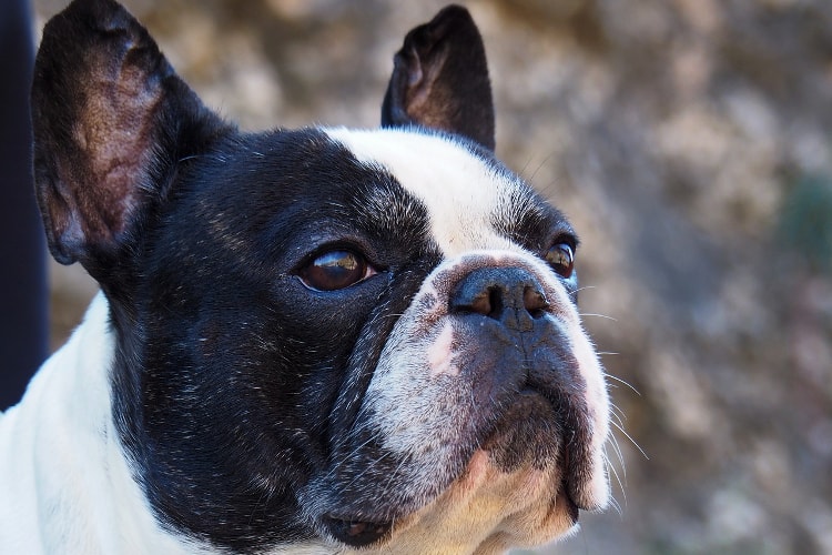 Rosto Bulldog Francês