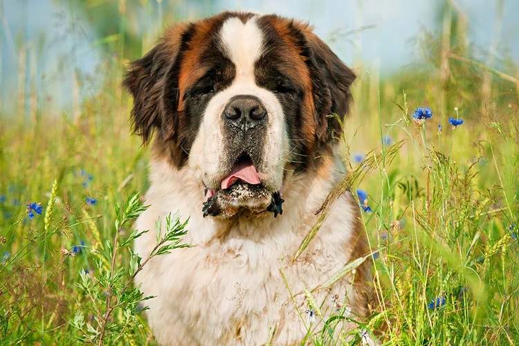 Cachorro São Bernardo: confira esses fatos curiosos sobre a raça que você  não sabia