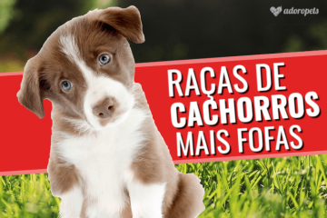 Raças de cachorros fofos