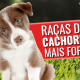 Raças de cachorros fofos