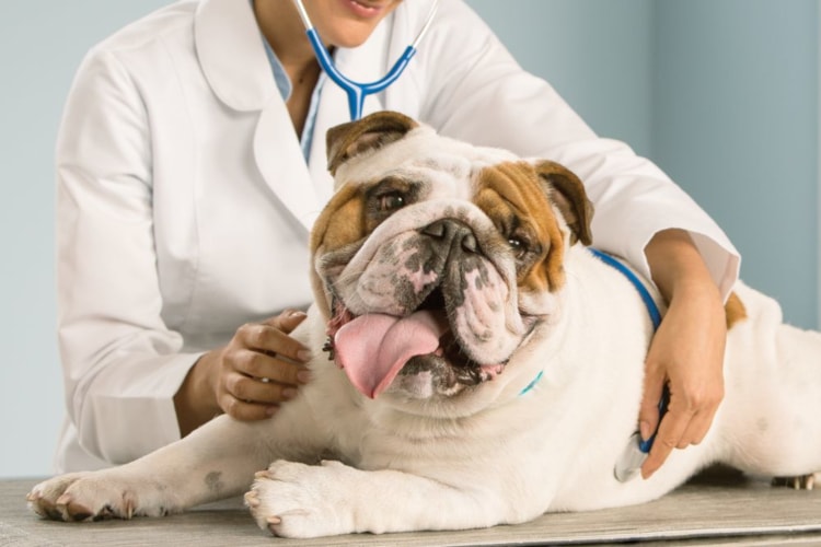Cachorro sendo examinado pelo médico