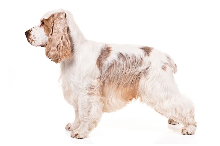 Cocker Spaniel branco