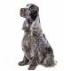 Cocker Spaniel cinza