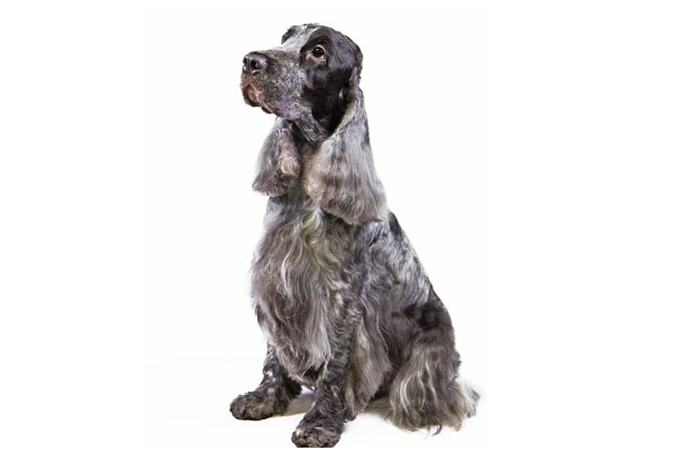 Cocker Spaniel cinza