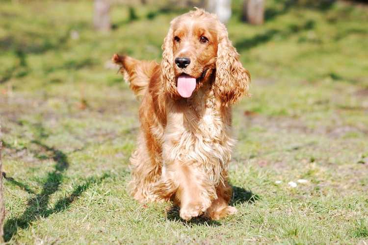 Cocker Spaniel em pé