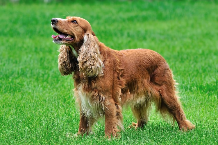 Cocker Spaniel Inglês