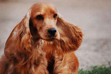 Cocker Spaniel Inglês marrom