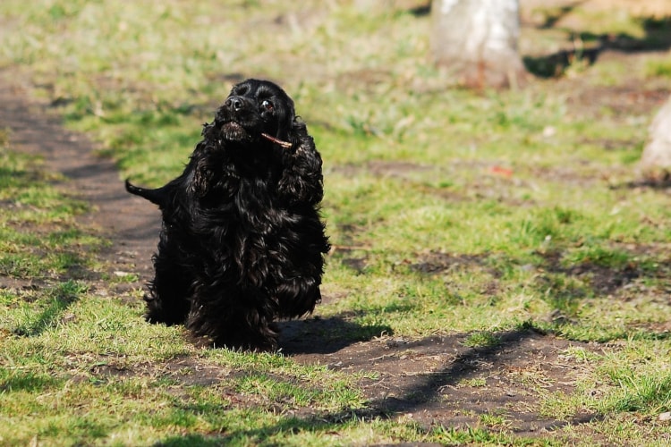 Cocker Spaniel Inglês preto