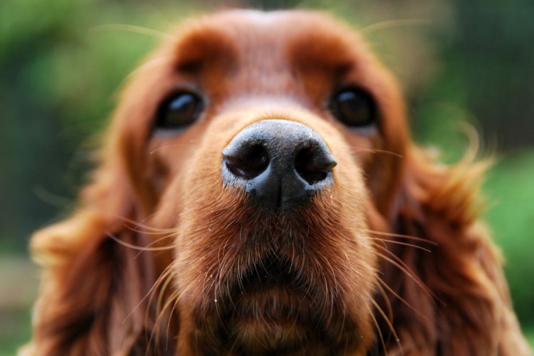 Rosto do Cocker Spaniel