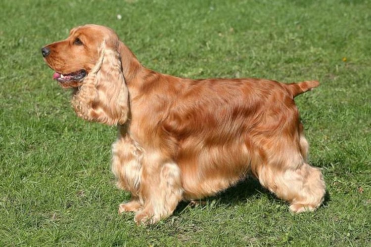 Cocker Spaniel de lado na grama