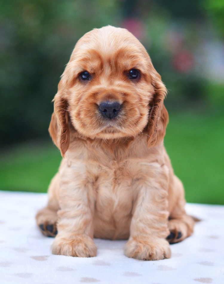 Filhote de Cocker Spaniel