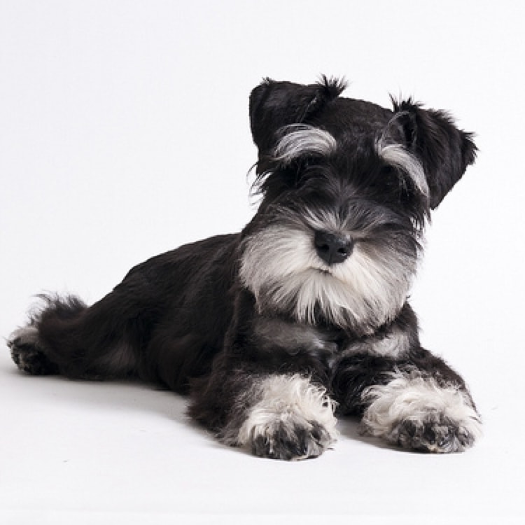 Filhote de Schnauzer