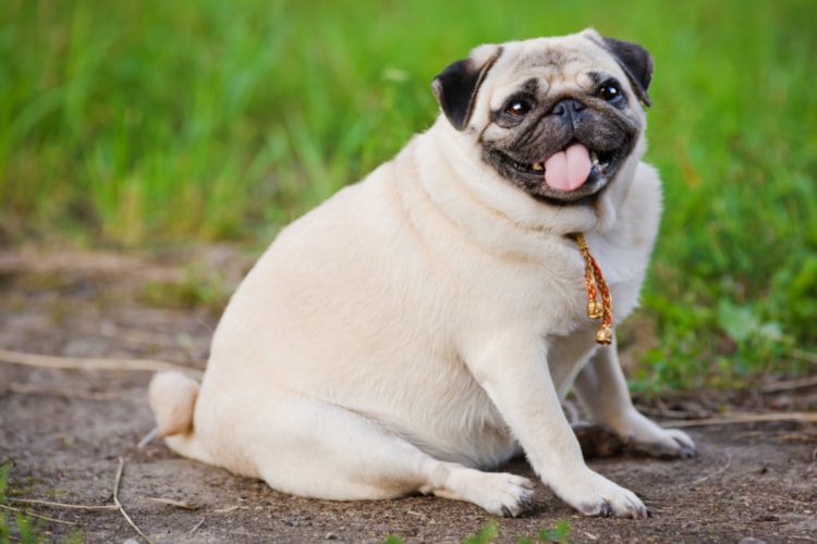 Cachorro obeso sentado