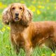 Personalidade do Cocker Spaniel