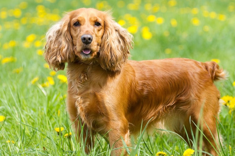 Personalidade do Cocker Spaniel