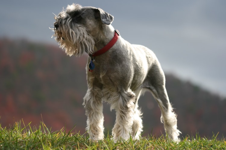 Personalidade do Schnauzer